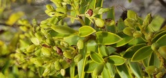 Veronica subfulvida