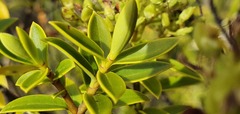 Veronica subfulvida