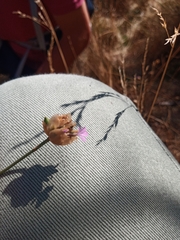 Petrorhagia nanteuilii