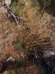 Juncus edgariae