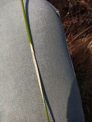 Juncus edgariae