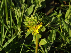 Coleostephus myconis