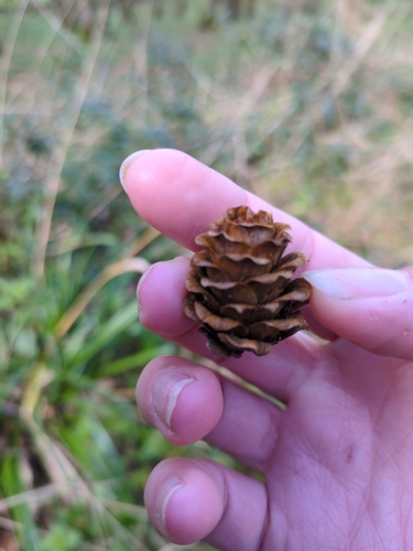 Japanese larch
