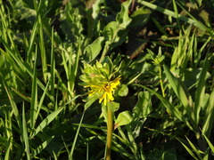 Coleostephus myconis