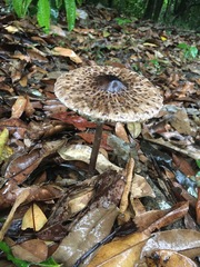 Macrolepiota eucharis