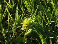 Coleostephus myconis