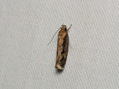 Eulechria xeropterella