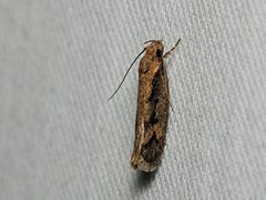 Eulechria xeropterella