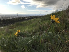 Balsamorhiza macrolepis