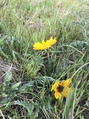 Balsamorhiza macrolepis