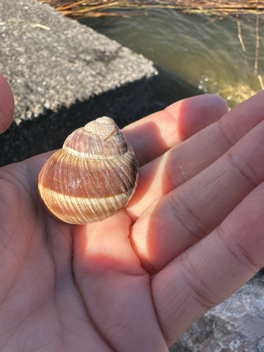 Helix cincta