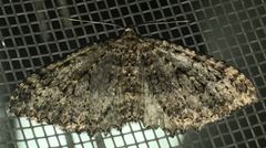 Triphosa californiata