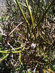 Aceria carmichaeliae