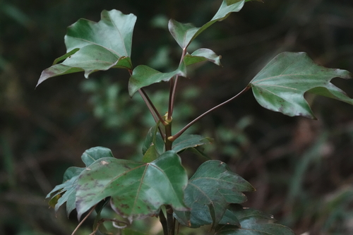 Korean dendropanax (Dendropanax trifidus)