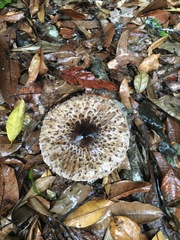 Macrolepiota eucharis