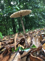 Macrolepiota eucharis