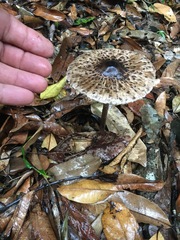 Macrolepiota eucharis