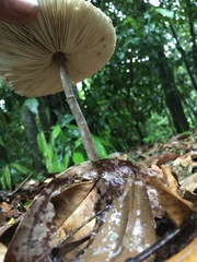Macrolepiota eucharis