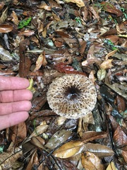 Macrolepiota eucharis