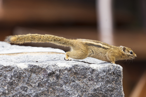 Congo Rope Squirrel
