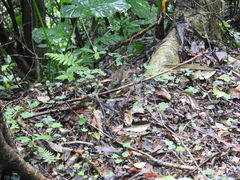 Schoeniparus brunneus