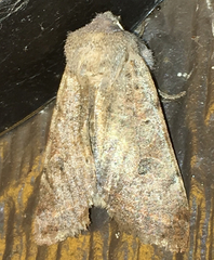 Orthosia pacifica