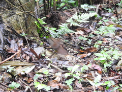 Schoeniparus brunneus