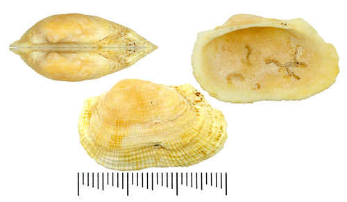 Barbatia decussata observed 2020-03-08