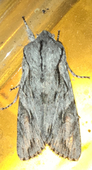 Egira crucialis