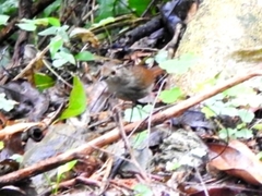 Schoeniparus brunneus