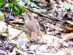 Schoeniparus brunneus