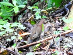 Schoeniparus brunneus