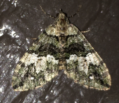 Hydriomena albifasciata