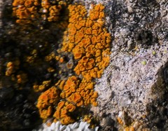 Polycauliona luteominia