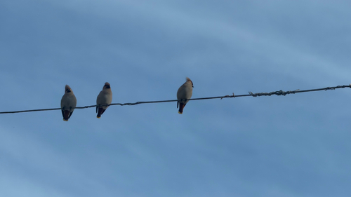 Bohemian Waxwing