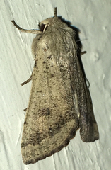 Orthosia pacifica