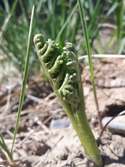 Botrychium campestre