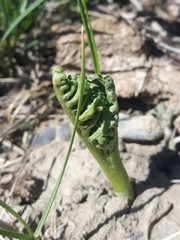 Botrychium campestre