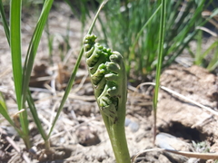 Botrychium campestre