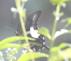 Papilio helenus mooreanus