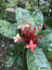 Ixora chinensis