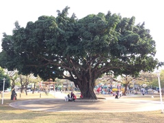 Ficus microcarpa microcarpa