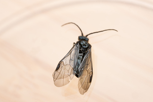 Dolerus coracinus
