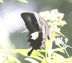 Papilio helenus mooreanus