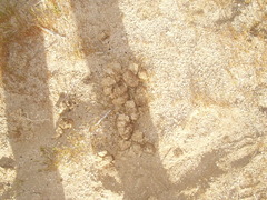 Equus asinus