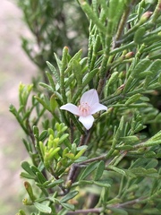 Zanthoxyloideae