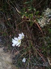 Gentianella serotina
