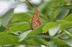 Charaxes jahlusa argynnides