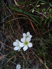 Gentianella serotina