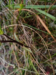 Gentianella serotina